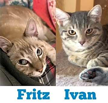Photo of Fritz
