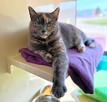 Photo of Marble