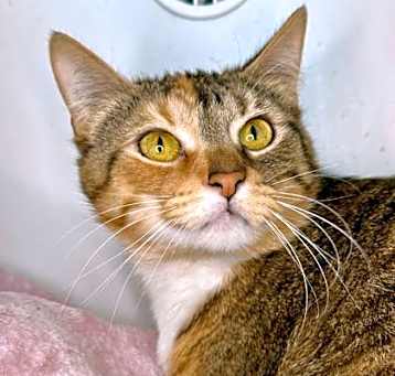 Photo of Concha