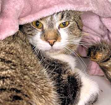 Photo of Milo