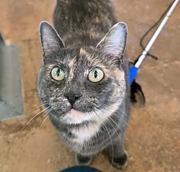 Photo of Olive