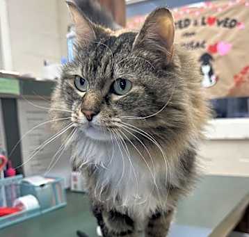 Photo of Annabelle