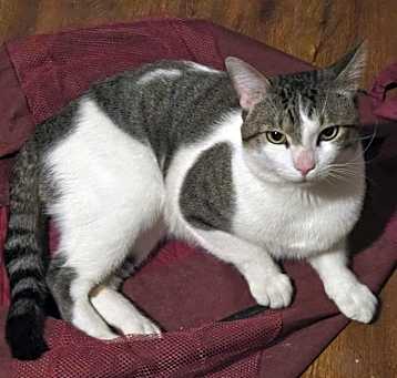 Photo of Pear
