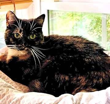 Photo of Lily