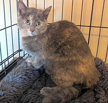 Photo of Mischief