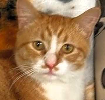 Photo of Colby Jack