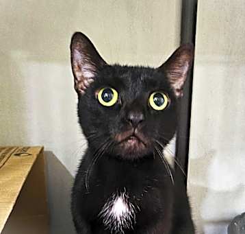 Photo of Bagheera 
