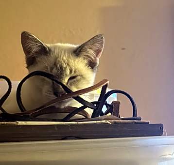 Photo of Snowflake