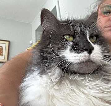 Photo of Soft Kitty