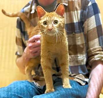 Photo of Dorito