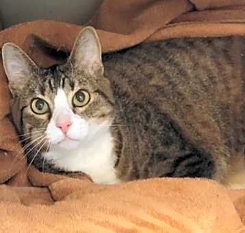 Photo of Pepper