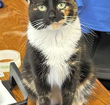Photo of Cupcake
