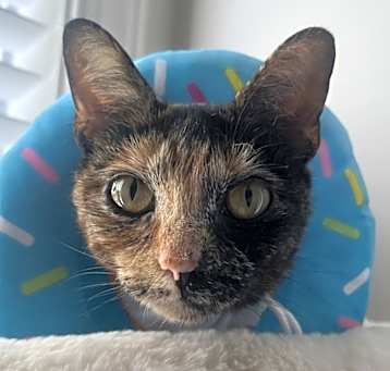 Photo of Willow