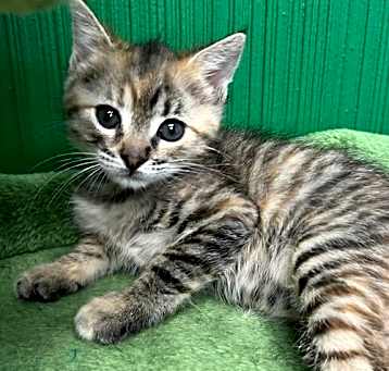 Photo of Storm