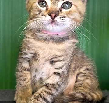 Photo of Mystique