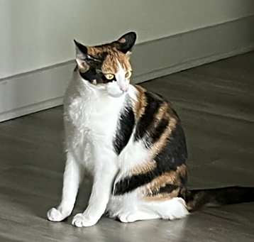 Photo of Luna