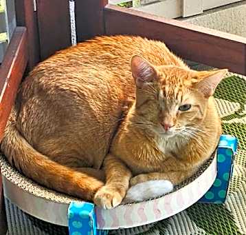 Photo of pip