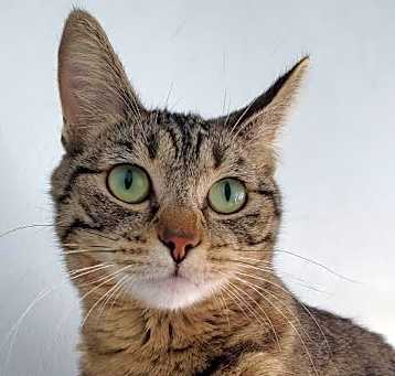 Photo of Willow