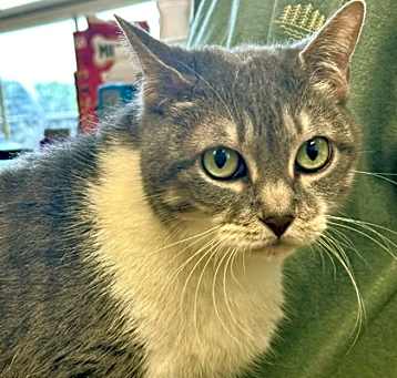 Photo of Stella