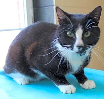 Photo of Puddles - 41458