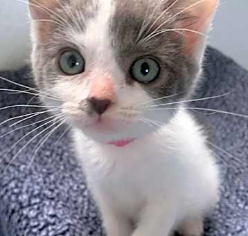 Photo of Valentine