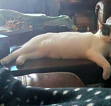 Photo of Luna
