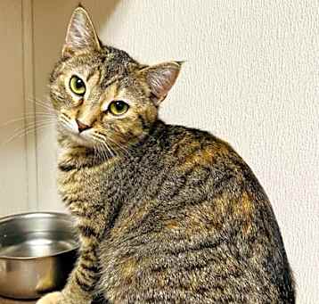 Photo of Dawn (PetSmart)