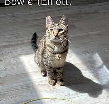 Photo of Bowie (Elliott)