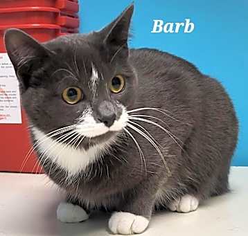 Photo of Barb