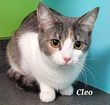 Photo of Cleo