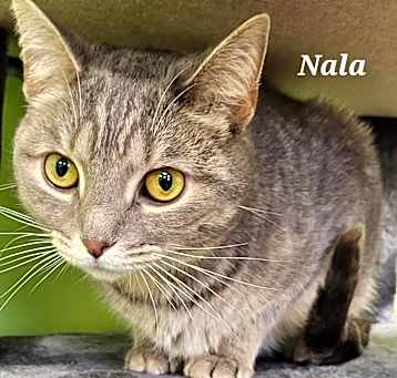 Photo of Nala