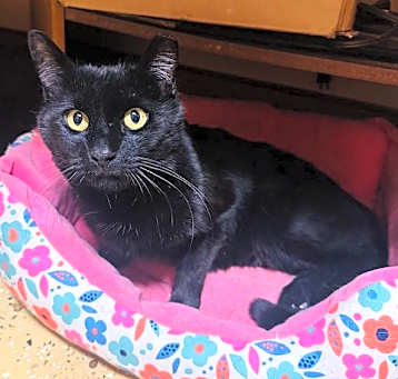 Photo of Licorice