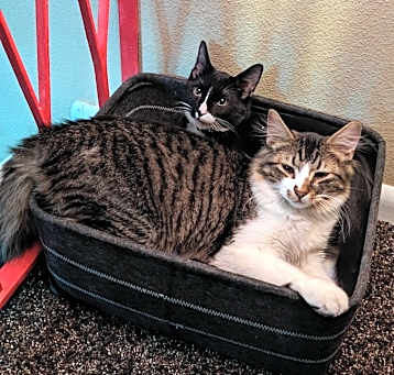 Photo of Luffy and Wiskers