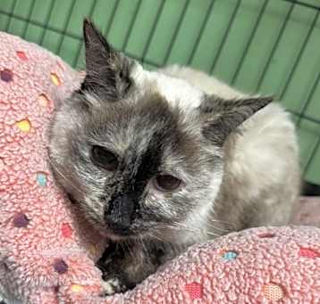 Photo of Kiki