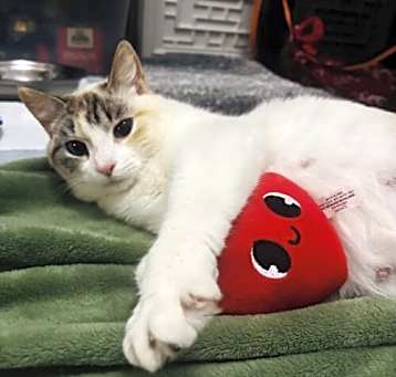 Photo of Sugar