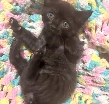 Photo of Violet