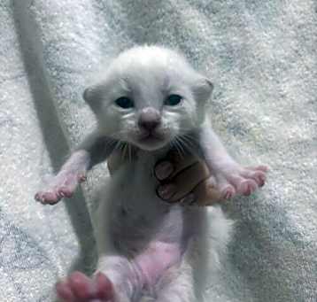Photo of Cotton