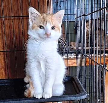 Photo of Delilah