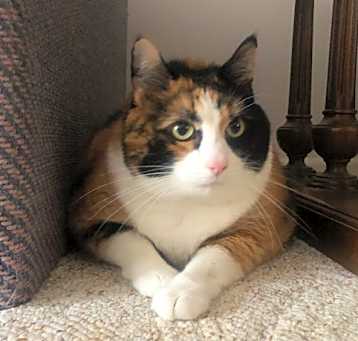 Photo of Patches