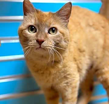 Photo of Ember
