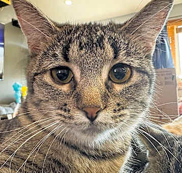 Photo of Sadie