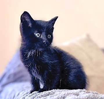Photo of Finn