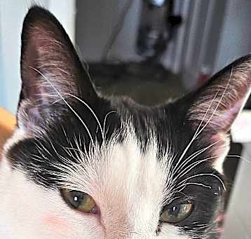 Photo of Lily