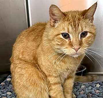 Photo of Chester