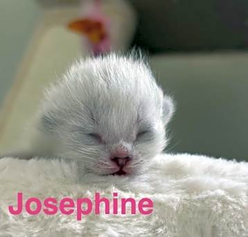 Photo of Josephine