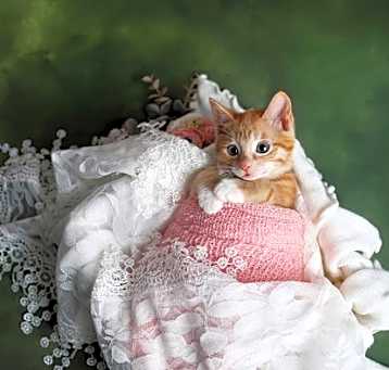 Photo of Marigold