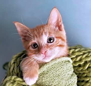 Photo of Copper
