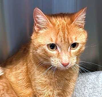 Photo of Marmalade