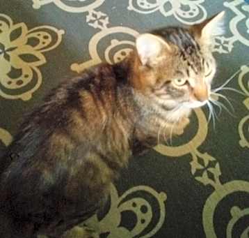 Photo of Max