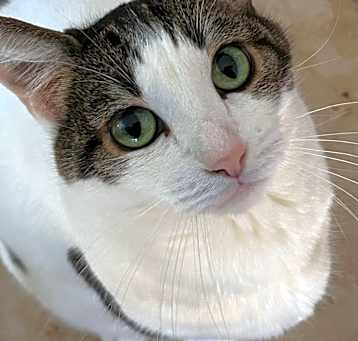 Photo of Nala